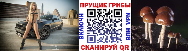 Купить  Мышкин  Псилоцибиновые грибы мицелий 